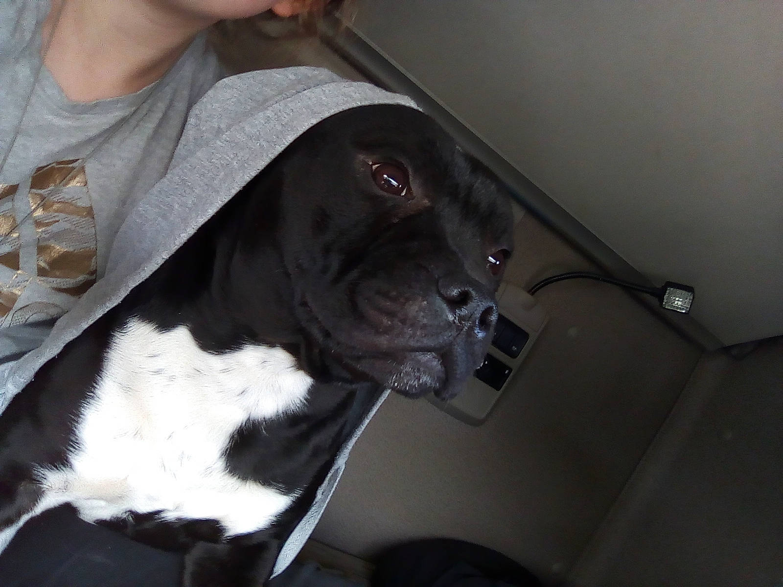 Oxbow a rejoint le concours — aidez-le/la à gagner de superbes lots ! canidae, carnivore, companion_dog, dog, dog_breed, ear, non_sporting_group, pointer, snout, sporting_group