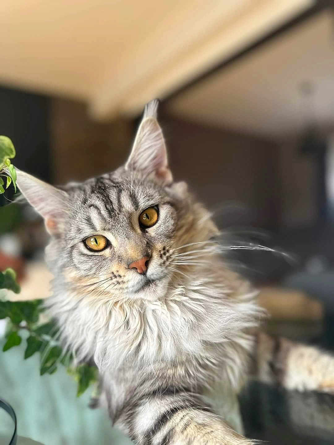 Urus