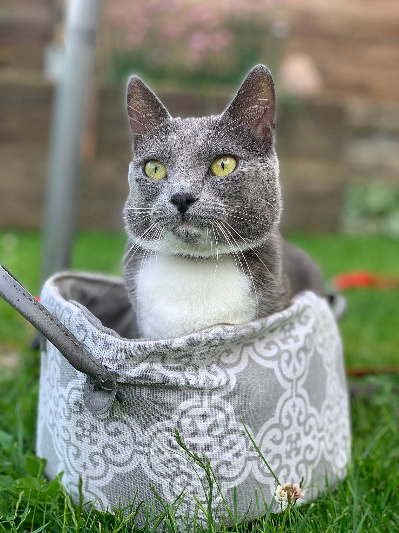 Perle participe au concours pour gagner de l'argent avec cette photo : art, bombay, carnivore, cat, domestic_short_haired_cat, eye, felidae, fur, grass, grey, pet_supply, plant, russian_blue, sitting, small_to_medium_sized_cats, snout, tail, terrestrial_animal, whiskers, wildlife