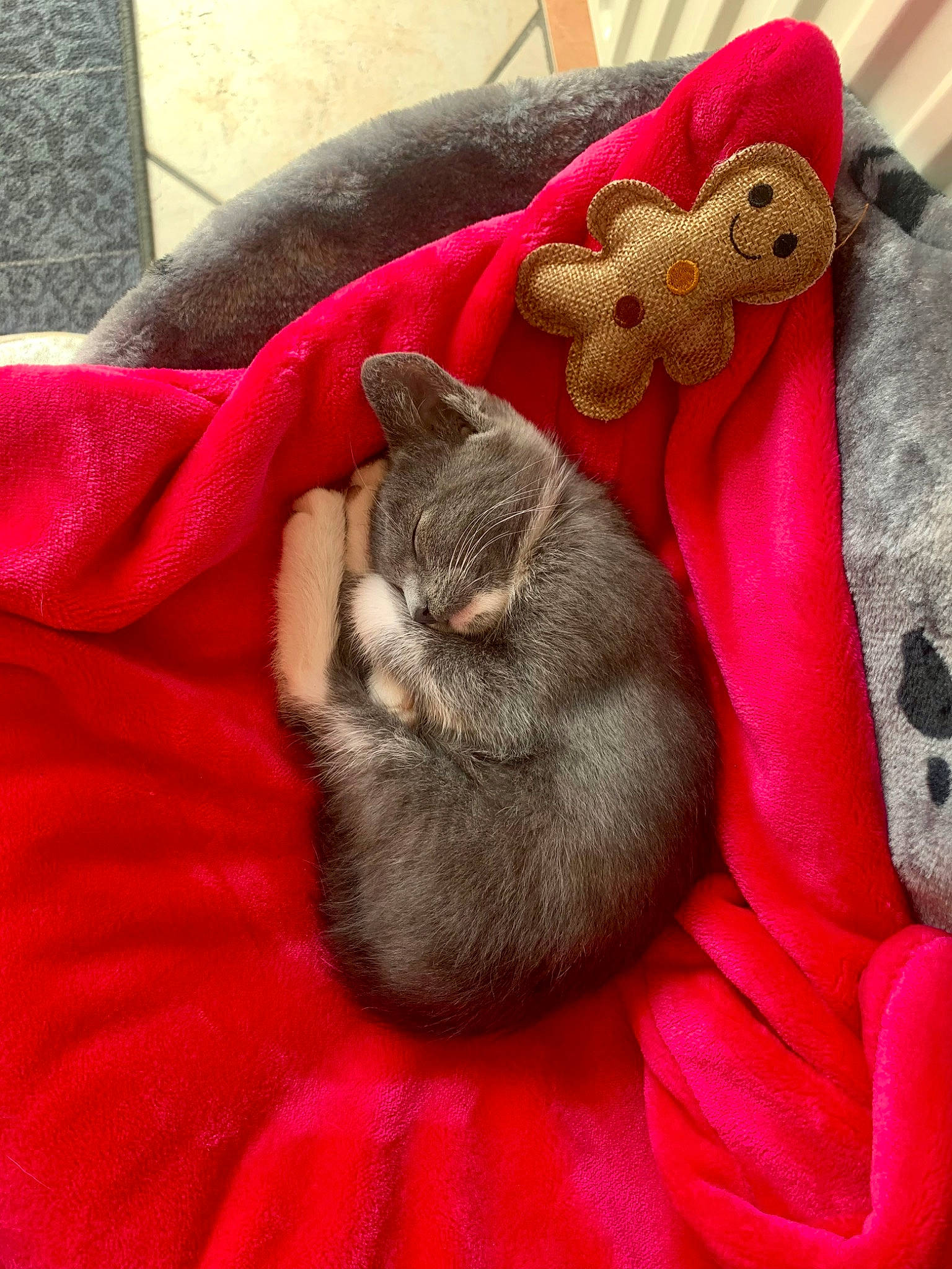 Perle participe au concours pour gagner de l'argent avec cette photo : carmine, carnivore, cat, comfort, domestic_short_haired_cat, fashion_accessory, fawn, felidae, fur, grey, linens, magenta, pink, plant, red, russian_blue, small_to_medium_sized_cats, textile, whiskers, wool