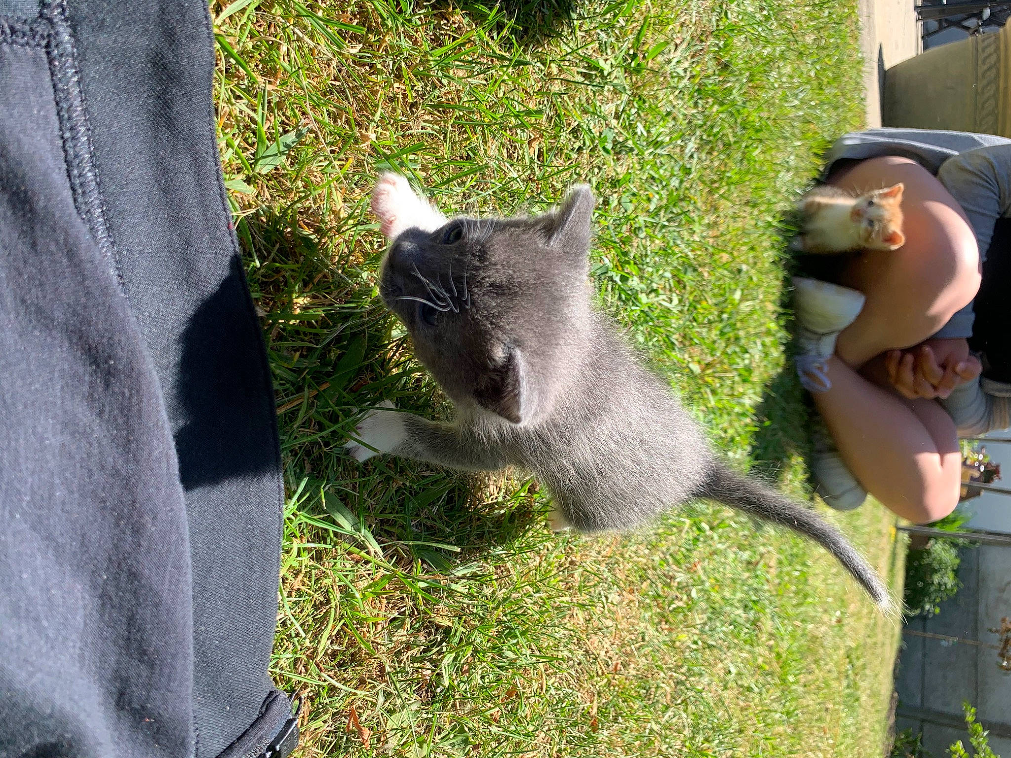 Perle a rejoint le concours — aidez-le/la à gagner de superbes lots ! canidae, carnivore, cat, dog_breed, domestic_short_haired_cat, fawn, felidae, fur, gesture, grass, koala, plant, russian_blue, small_to_medium_sized_cats, snout, tail, terrestrial_animal, tree, whiskers, working_animal