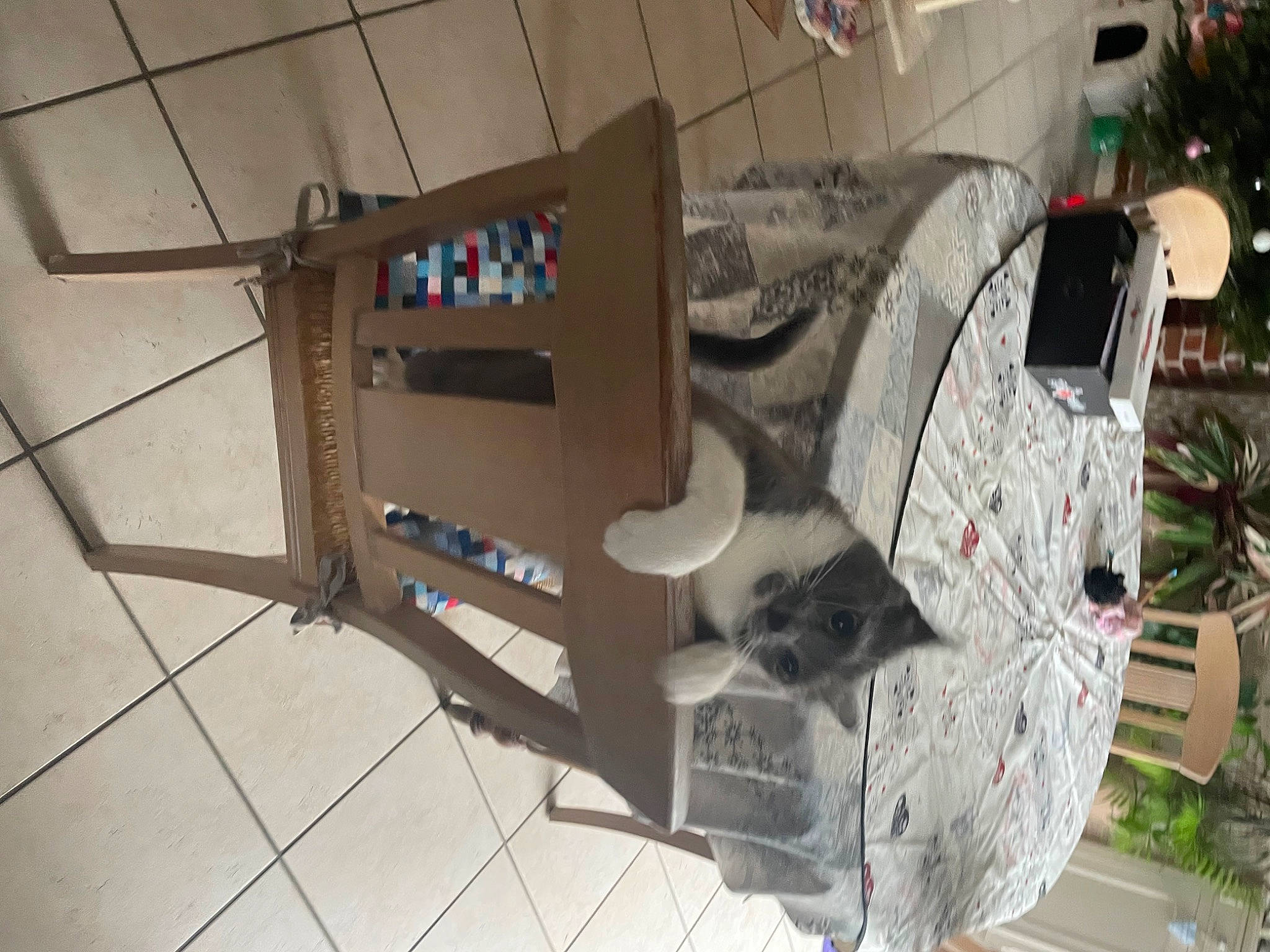 Perle participe au concours pour gagner de l'argent avec cette photo : auto_part, carmine, electrical_supply, electrical_wiring, event, flooring, gas, machine, plant, tree, wire, wood