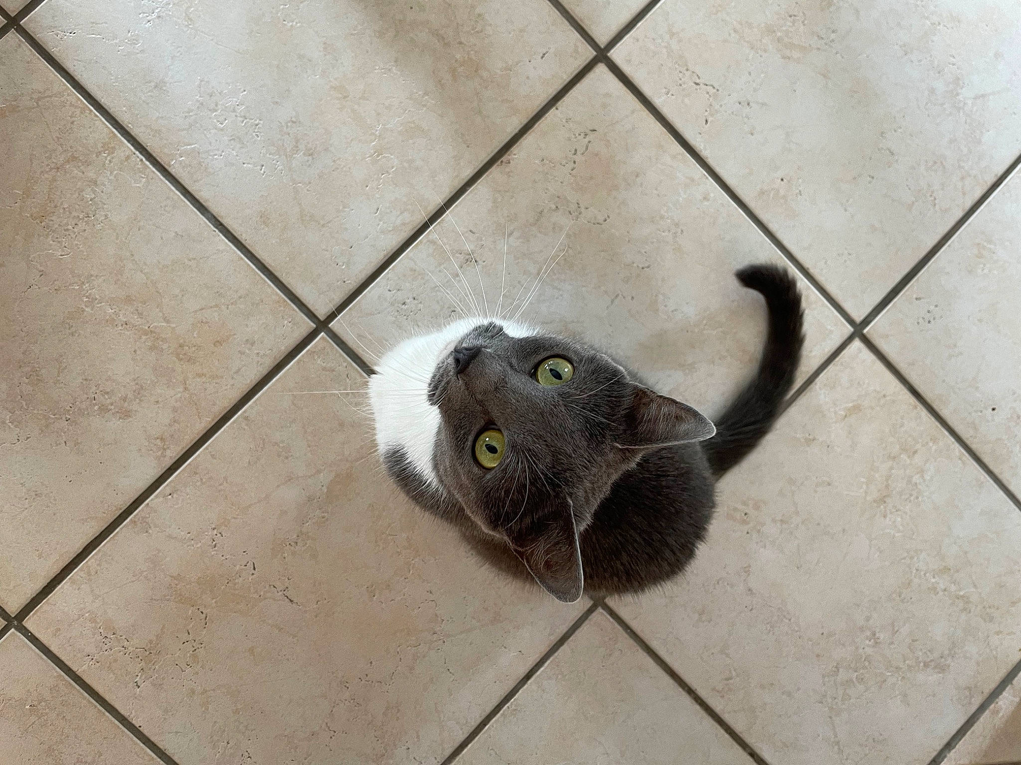 Perle a rejoint le concours — aidez-le/la à gagner de superbes lots ! black_cat, carnivore, cat, dog_breed, fawn, felidae, floor, flooring, grey, mouse, paw, pest, road_surface, small_to_medium_sized_cats, tail, terrestrial_animal, wall, whiskers, wood, working_animal