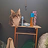 Binx is registered to the contest to win money with this photo: cat, table, personal_care_items, gray_wall, indoor, feline, fur, small_table, bottle, container, hanging_cord, bed, blanket, pillow, bag, sitting, domestic_animal, pet, cozy, relaxed
