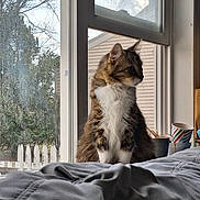 Binx is registered to the contest to win money with this photo: cat, tabby_cat, indoor, window, bed, blanket, plant_pot, cup, fence, house, tree, daylight, pet, fur, sitting, looking_outside, cozy, domestic, animal, feline