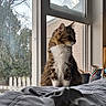 cat, tabby_cat, indoor, window, bed, blanket, plant_pot, cup, fence, house, tree, daylight, pet, fur, sitting, looking_outside, cozy, domestic, animal, feline