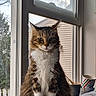 Binx joined the competition — help win amazing prizes! cat, tabby, fluffy, white_chest, window, indoor, bed, plant_pot, cup, striped_cup, natural_light, furniture, pet, animal, sitting, looking, cozy, houseplant, daylight, quiet