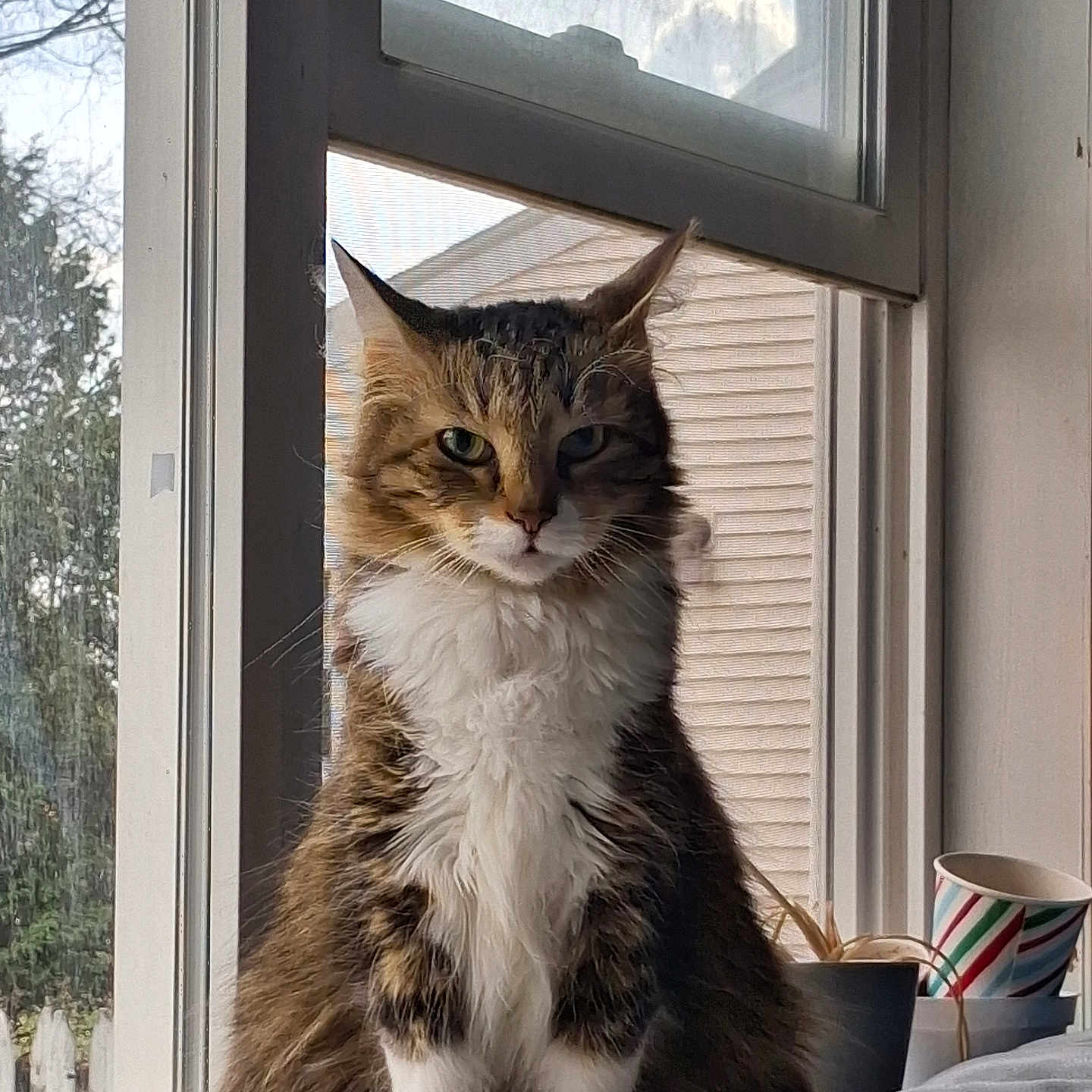 Binx joined the competition — help win amazing prizes! cat, tabby, fluffy, white_chest, window, indoor, bed, plant_pot, cup, striped_cup, natural_light, furniture, pet, animal, sitting, looking, cozy, houseplant, daylight, quiet