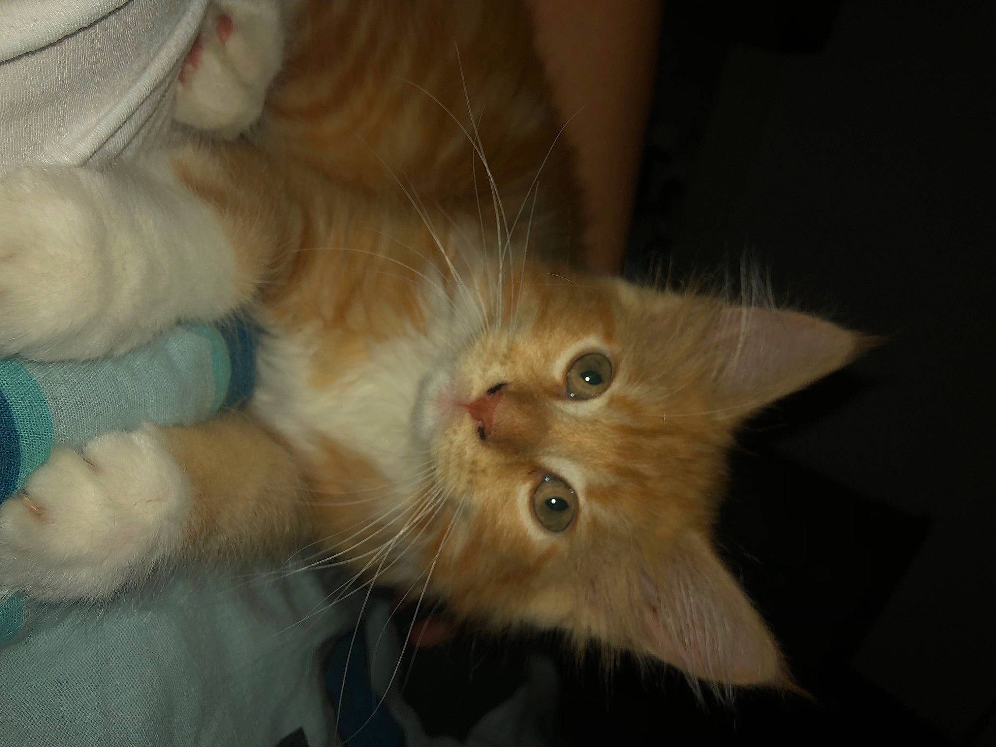 Chaussette a rejoint le concours — aidez-le/la à gagner de superbes lots ! carnivore, cat, claw, domestic_short_haired_cat, ear, eye, fawn, felidae, fur, gesture, iris, paw, small_to_medium_sized_cats, snout, tail, whiskers