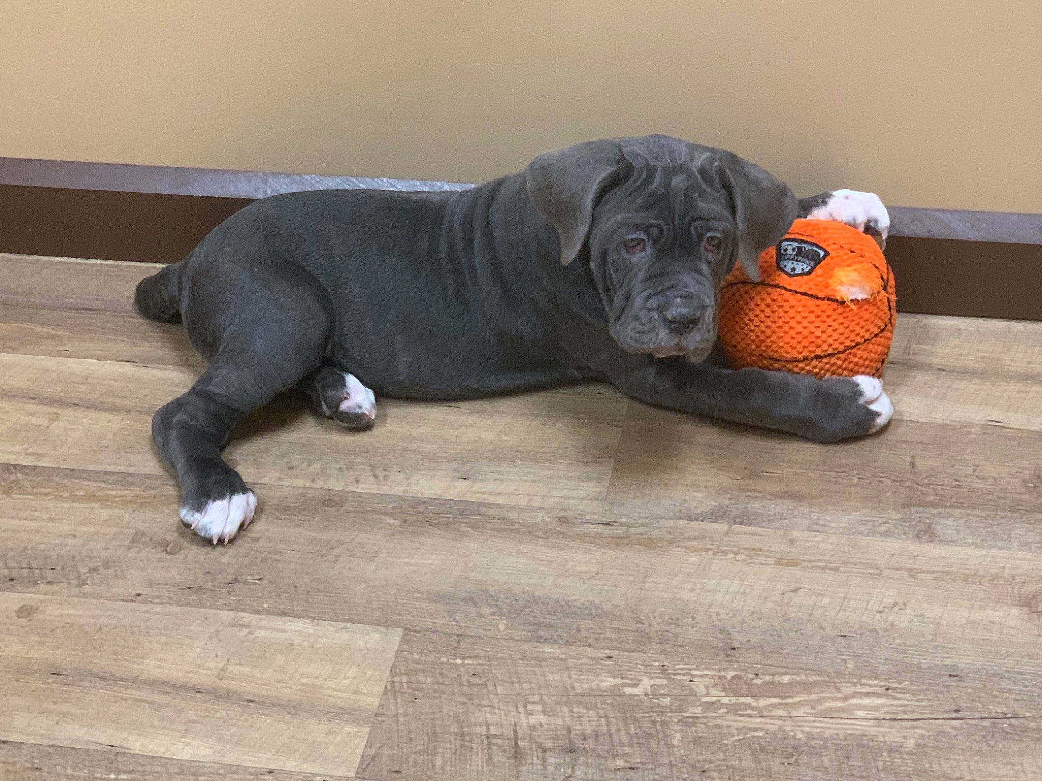 Theo is registered to the contest to win money with this photo: canidae, carmine, carnivore, comfort, companion_dog, dog, dog_breed, dog_collar, dog_supply, fawn, flooring, grey, guard_dog, hardwood, snout, sporting_group, tail, wood, working_animal, wrinkle