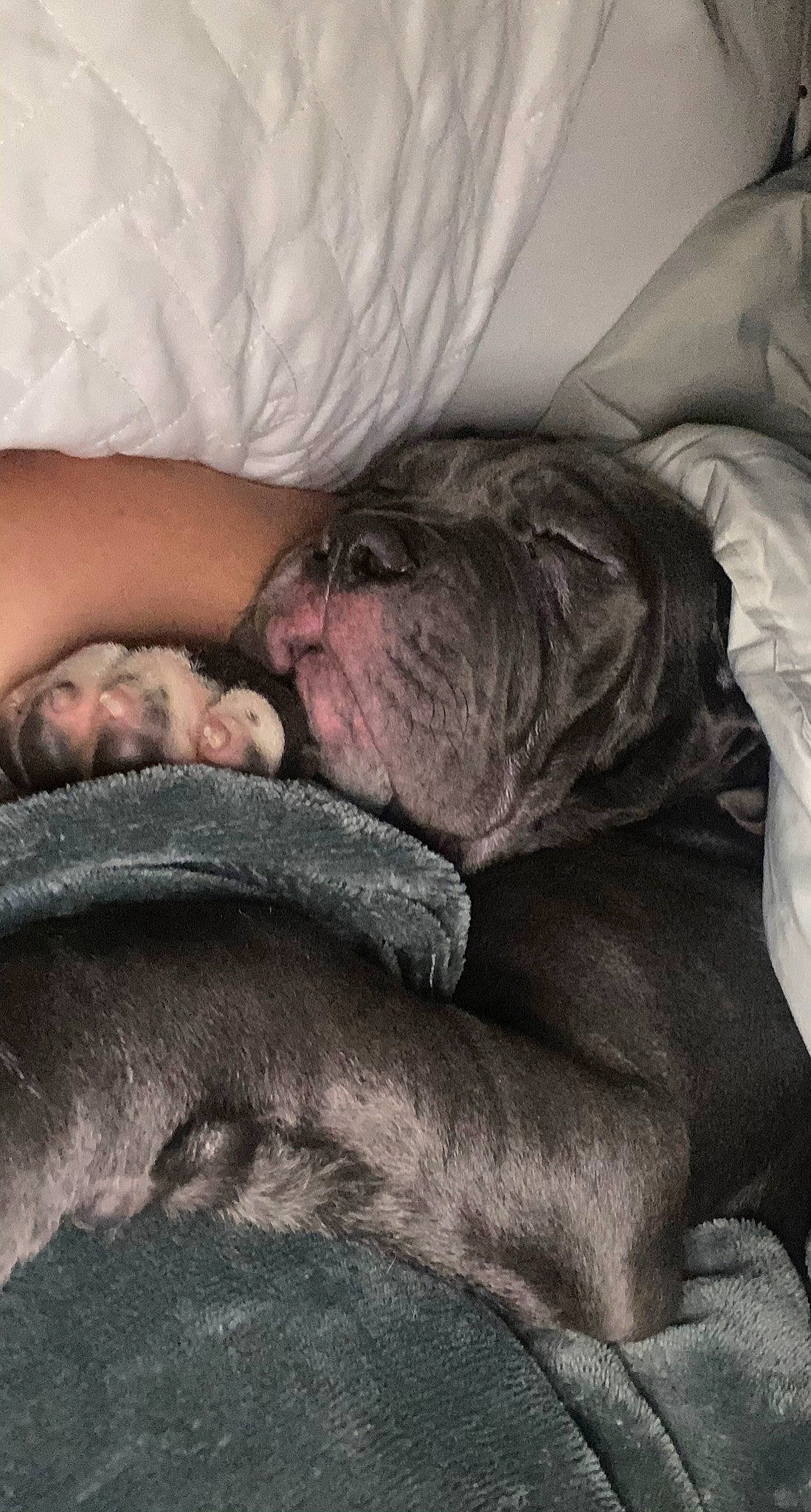 Theo joined the competition — help win amazing prizes! bored, bulldog, canidae, carnivore, comfort, companion_dog, dog, dog_breed, fawn, flesh, fur, grey, liver, mammal, nap, snout, sporting_group, whiskers, working_animal, wrinkle