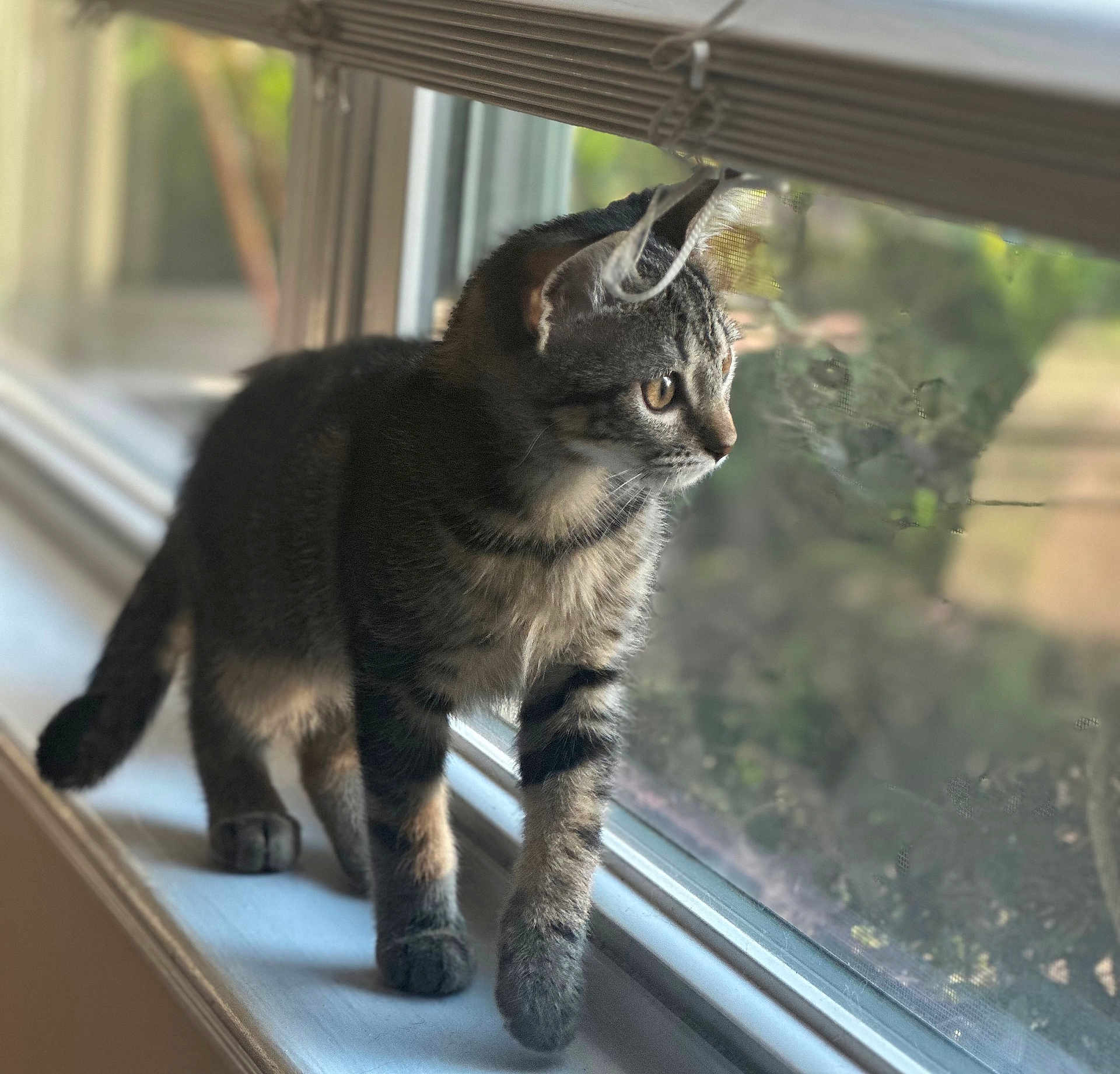 Doug joined the competition — help win amazing prizes! cat, kitten, tabby, windowsill, window, indoor, pet, feline, curious, looking_out, animal, young, whiskers, fur, paws, natural_light, blurred_background, domestic_cat, side_view, standing