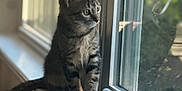 Doug is registered to the contest to win money with this photo: cat, tabby, window, window_sill, indoor, pet, feline, curious, looking_outside, natural_light, animal, domestic_cat, fur, whiskers, ears, eyes, sitting, side_view, houseplant_blur, calm