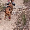 Tedy participe au concours pour gagner de l'argent avec cette photo : adventure, animal, brown_dog, canine, dirt_path, dog, exploring, grass, harness, leash, nature, outdoor, person, pet, rocks, sneakers, tongue_out, trail, walking, walking_hiking