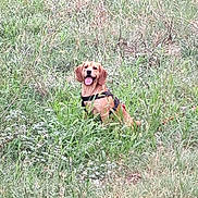 Tedy participe au concours pour gagner de l'argent avec cette photo : animal, canine, daylight, dog, ears, field, fur, grass, greenery, happy, harness, nature, outdoor, pet, playful, sitting, smile, summer, tongue_out, wildflowers