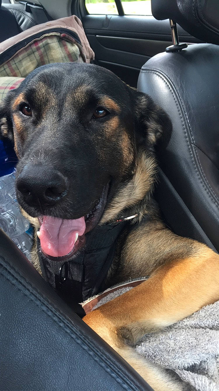 Baron is registered to the contest to win money with this photo: bag, canidae, carnivore, companion_dog, dog, dog_breed, fawn, fur, giant_dog_breed, guard_dog, luggage_and_bags, metal, pet_supply, snout, sporting_group, vehicle_door, whiskers, working_animal, working_dog