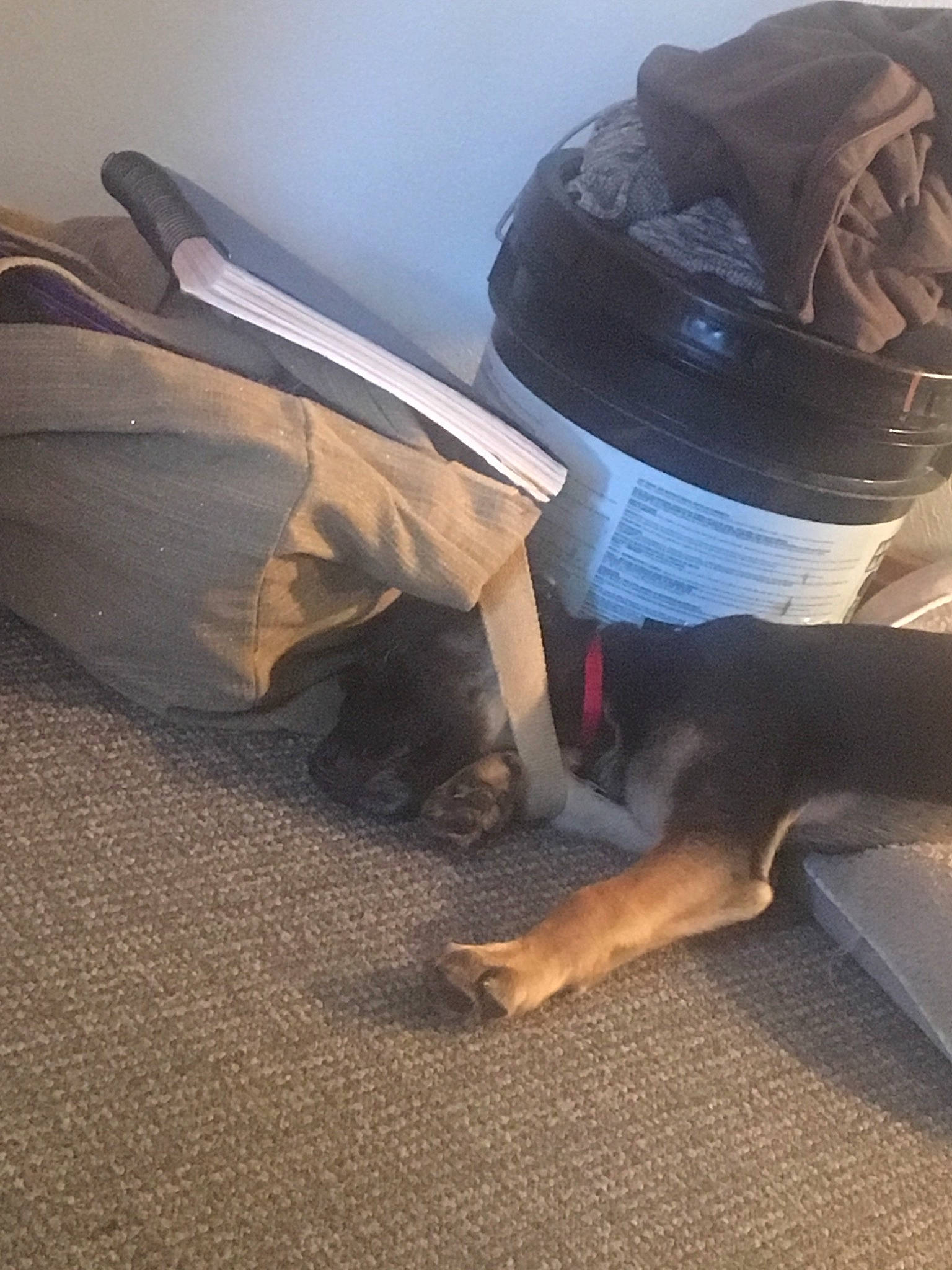 Baron is registered to the contest to win money with this photo: bumper, canidae, fawn, footwear, guard_dog, leg, shoe