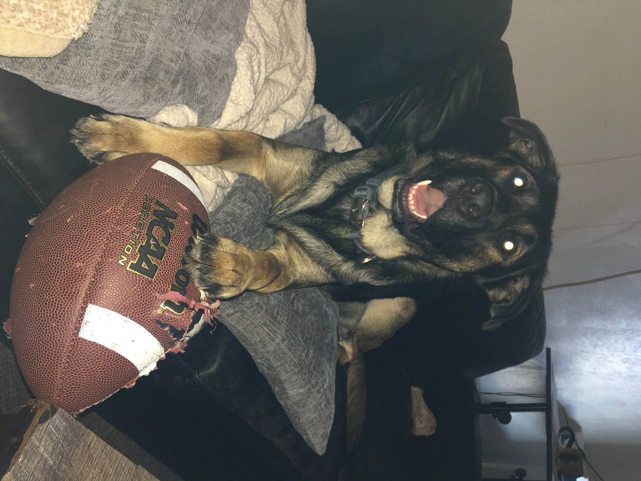 Baron joined the competition — help win amazing prizes! bag, cap, carmine, carnivore, comfort, companion_dog, dog, dog_breed, eyewear, fashion_accessory, felidae, fur, hat, human_leg, personal_protective_equipment, small_to_medium_sized_cats, sun_hat, tail, thigh, whiskers