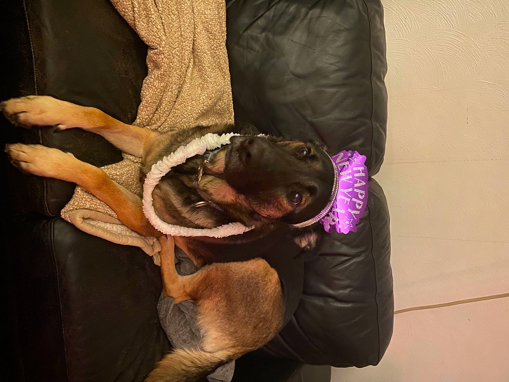 Baron is registered to the contest to win money with this photo: abdomen, bag, canidae, carnivore, comfort, companion_dog, dog_breed, fashion_accessory, fawn, felidae, fish, fur, hide, linens, magenta, sleeve, small_to_medium_sized_cats, visual_arts, wood, working_animal