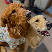 Ruger And River joined the competition — help win amazing prizes! dog, golden_retriever, pajamas, indoor, pet, animal, cute, happy, smiling, fur, canine, friendship, companion, domestic_animal, mammal, playful, closeup, portrait, two_dogs, home