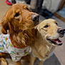 dog, golden_retriever, pajamas, indoor, pet, animal, cute, happy, smiling, fur, canine, friendship, companion, domestic_animal, mammal, playful, closeup, portrait, two_dogs, home