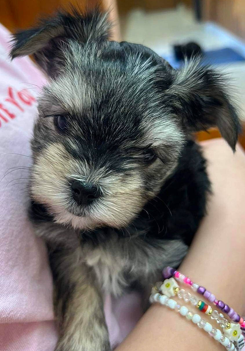 Iggy is registered to the contest to win money with this photo: canidae, carnivore, companion_dog, dog, dog_breed, ear, felidae, fur, jewellery, nail, paw, puppy, puppy_love, small_terrier, snout, sporting_group, terrestrial_animal, toy_dog, whiskers, working_animal