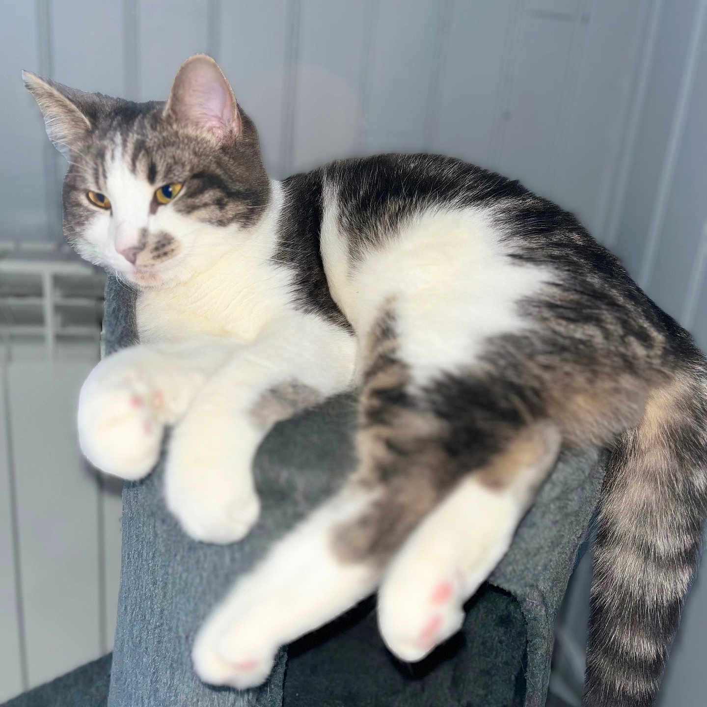 Tweet participe au concours pour gagner de l'argent avec cette photo : abyssinian, angora, animal, armchair, brasssection, cat, chair, cushion, egyptiancat, furniture, homedecor, horn, indoors, kitten, manx, musicalinstrument, person, pet, siamese, sleeping