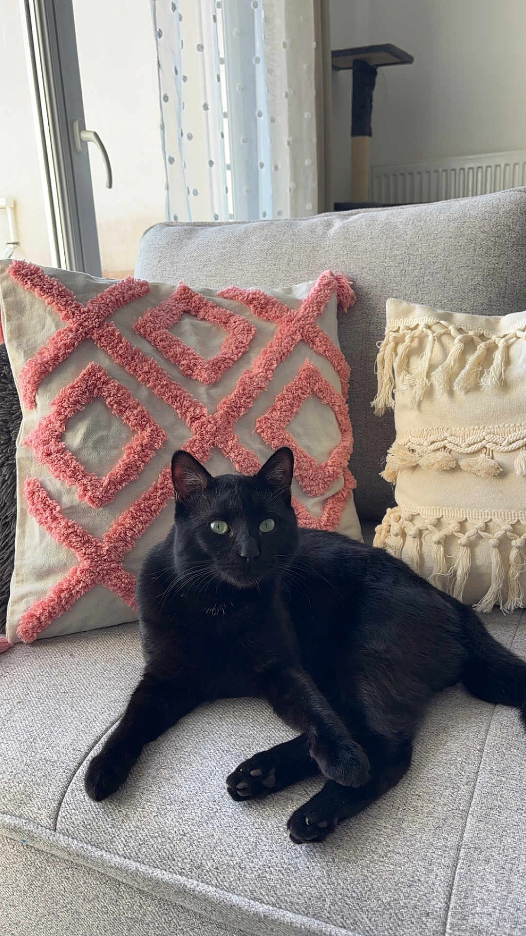 Yoda participe au concours pour gagner de l'argent avec cette photo : animal, architecture, blackcat, blanket, building, cat, chair, couch, cushion, furniture, homedecor, indoors, interiordesign, kitten, linen, livingroom, manx, pet, pillow, room