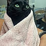 abyssinian, animal, bathtowel, blackcat, blanket, bodypart, cat, finger, hand, kitten, manx, person, pet, quilt, towel