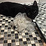 Yoda participe au concours pour gagner de l'argent avec cette photo : abyssinian, animal, bird, blackcat, canine, cat, dog, homedecor, indoors, interiordesign, kitten, linen, manx, path, pattern, pet, slate, tile, towel, walkway