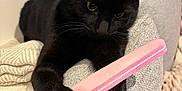 Yoda a rejoint le concours — aidez-le/la à gagner de superbes lots ! abyssinian, accessories, animal, blackcat, brush, cat, chair, couch, cushion, device, furniture, homedecor, kitten, manx, pet, racket, slate, sport, strap, tool