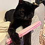 abyssinian, accessories, animal, blackcat, brush, cat, chair, couch, cushion, device, furniture, homedecor, kitten, manx, pet, racket, slate, sport, strap, tool
