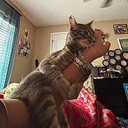 Rosie is registered to the contest to win money with this photo: cat, tabby, animal, pet, indoor, person, arm, bracelets, curious, window, curtains, bed, blanket, furniture, room, ceiling_fan, mirror, painting, decor, light