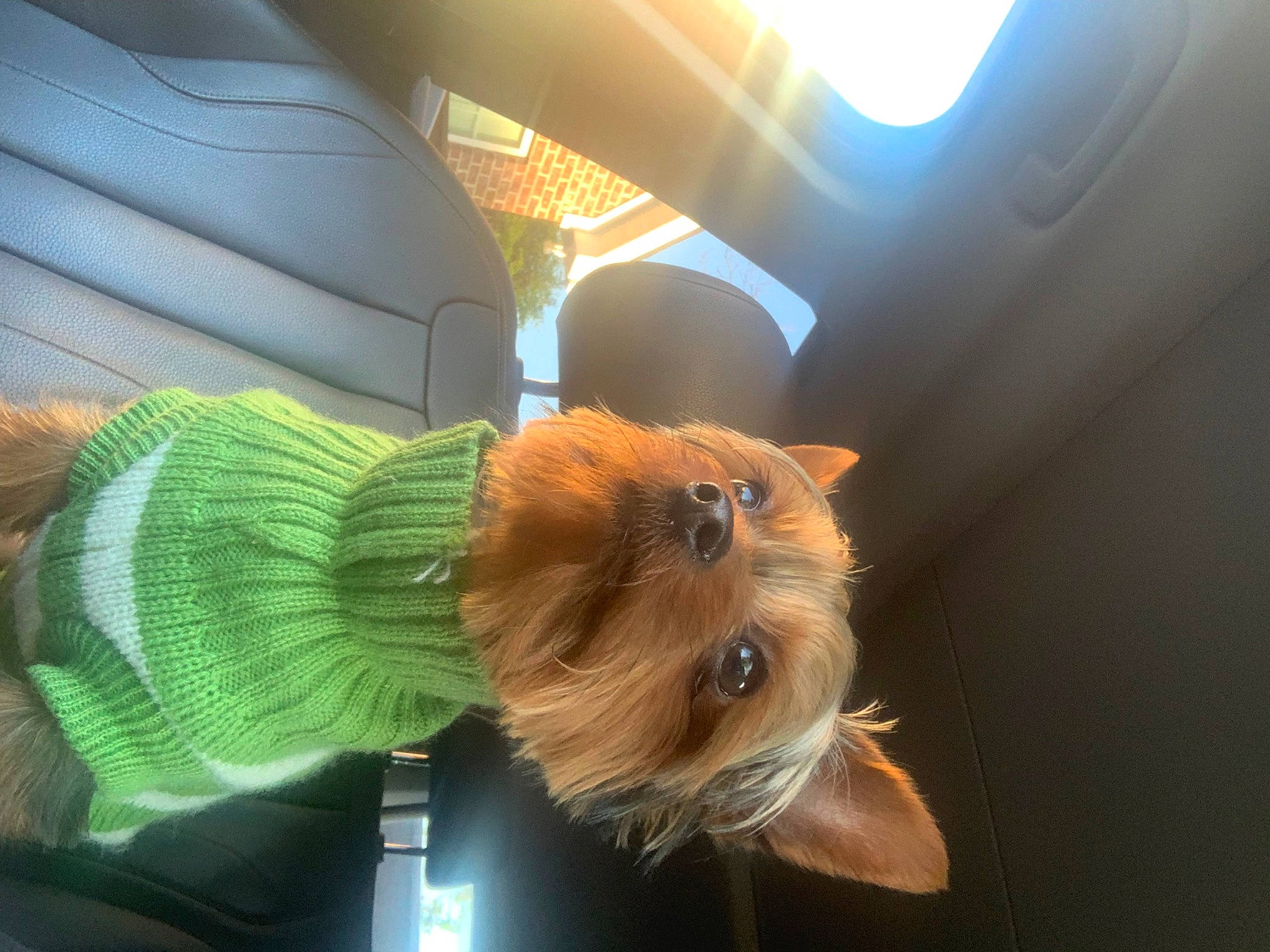 Ozzie is registered to the contest to win money with this photo: auto_part, canidae, carnivore, companion_dog, dog_breed, dog_clothes, eyewear, fashion_accessory, feather, felidae, fur, liver, sporting_group, sunglasses, tail, toy, toy_dog, whiskers, wing, wood