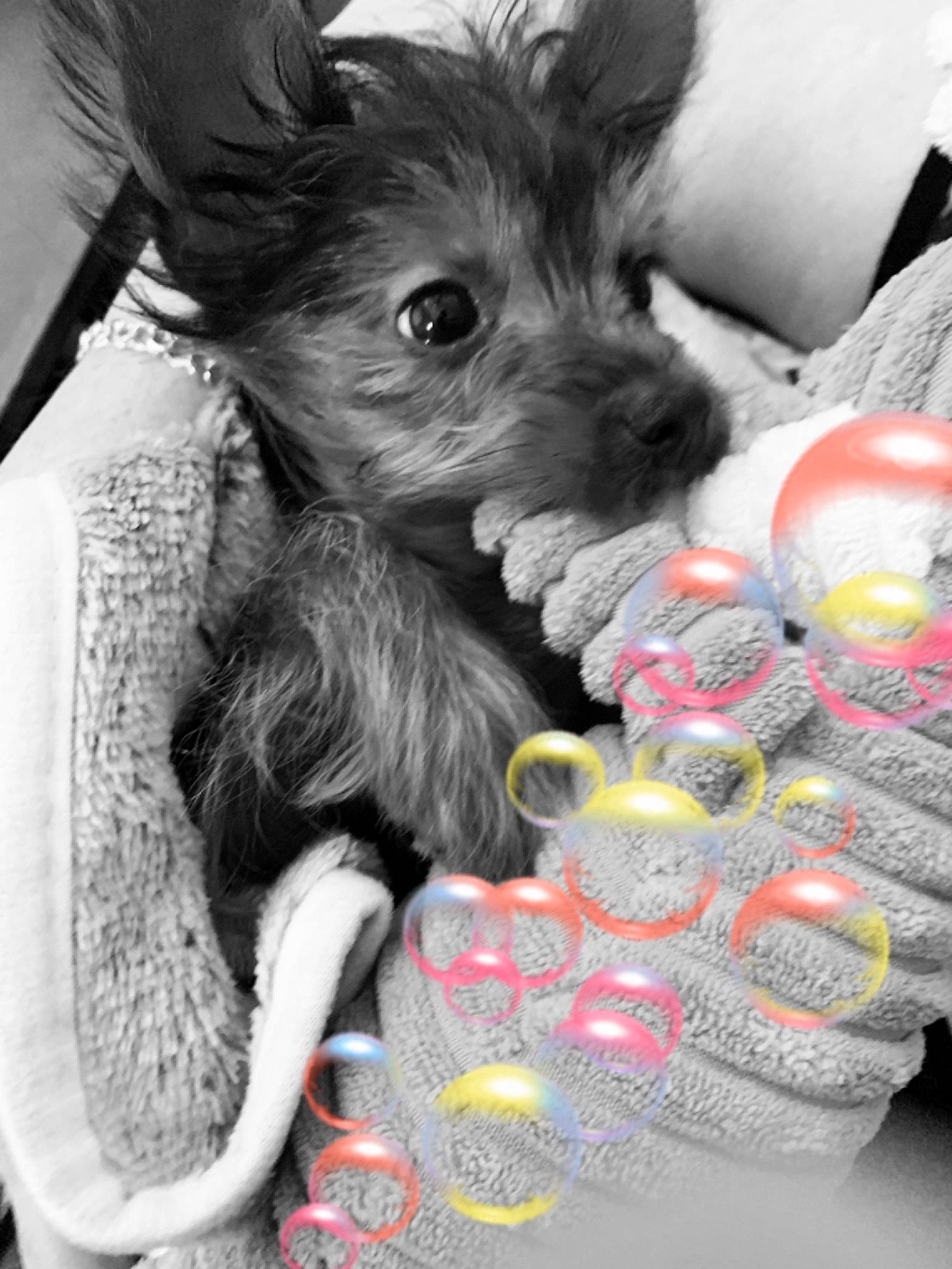 Ozzie is registered to the contest to win money with this photo: canidae, carnivore, collar, companion_dog, dog, dog_breed, dog_clothes, dog_supply, event, fashion_accessory, fur, monochrome_photography, paw, pet_supply, small_terrier, snout, sporting_group, terrier, toy_dog, working_animal