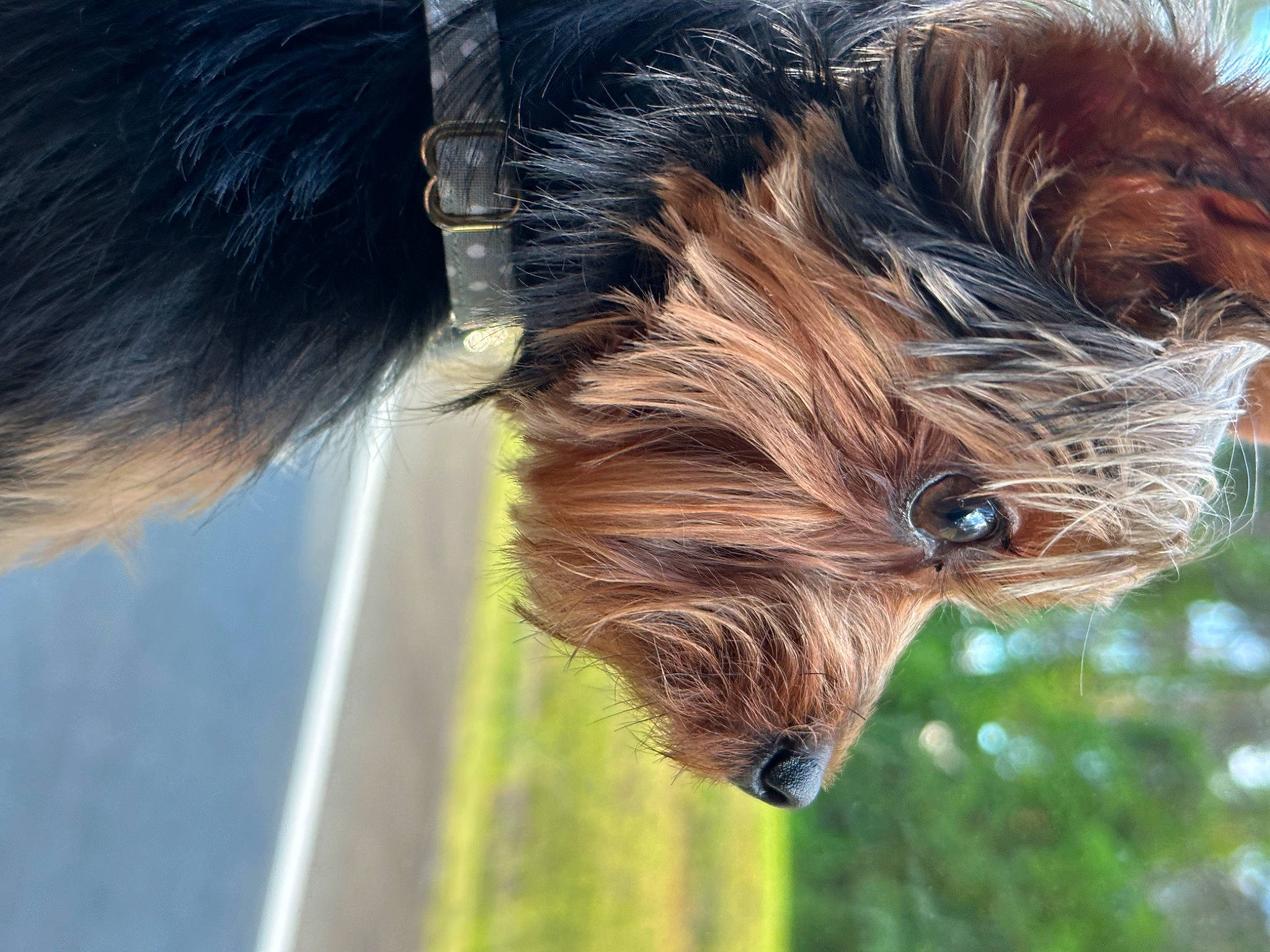 Ozzie is registered to the contest to win money with this photo: canidae, carnivore, companion_dog, dog, dog_breed, ear, fur, liver, mammal, sky, snout, sporting_group, tail, terrestrial_animal, tree, vertebrate, whiskers, wildlife, wood