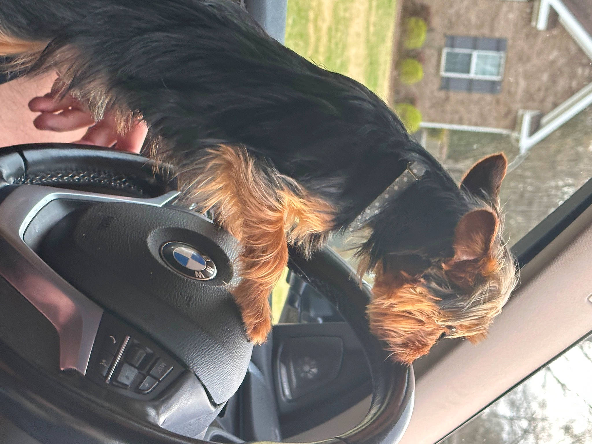 Ozzie joined the competition — help win amazing prizes! auto_part, automotive_exterior, automotive_lighting, carnivore, companion_dog, dog, dog_breed, family_car, liver, mammal, motor_vehicle, personal_luxury_car, snout, steering_wheel, tail, vehicle, vehicle_door, vertebrate, window, working_animal