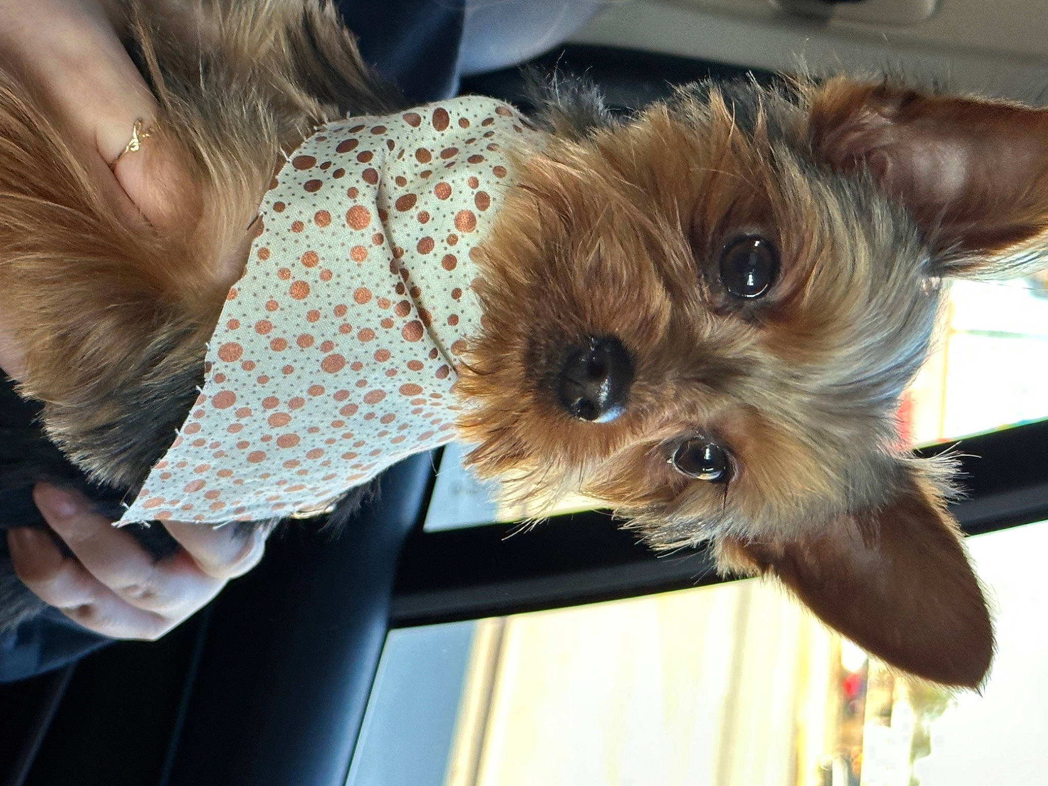 Ozzie is registered to the contest to win money with this photo: canidae, carnivore, companion_dog, dog, dog_breed, dog_clothes, dog_supply, fashion_accessory, fawn, fur, pattern, sleeve, small_terrier, snout, sporting_group, sunglasses, toy_dog, whiskers, working_animal, yorkshire_terrier