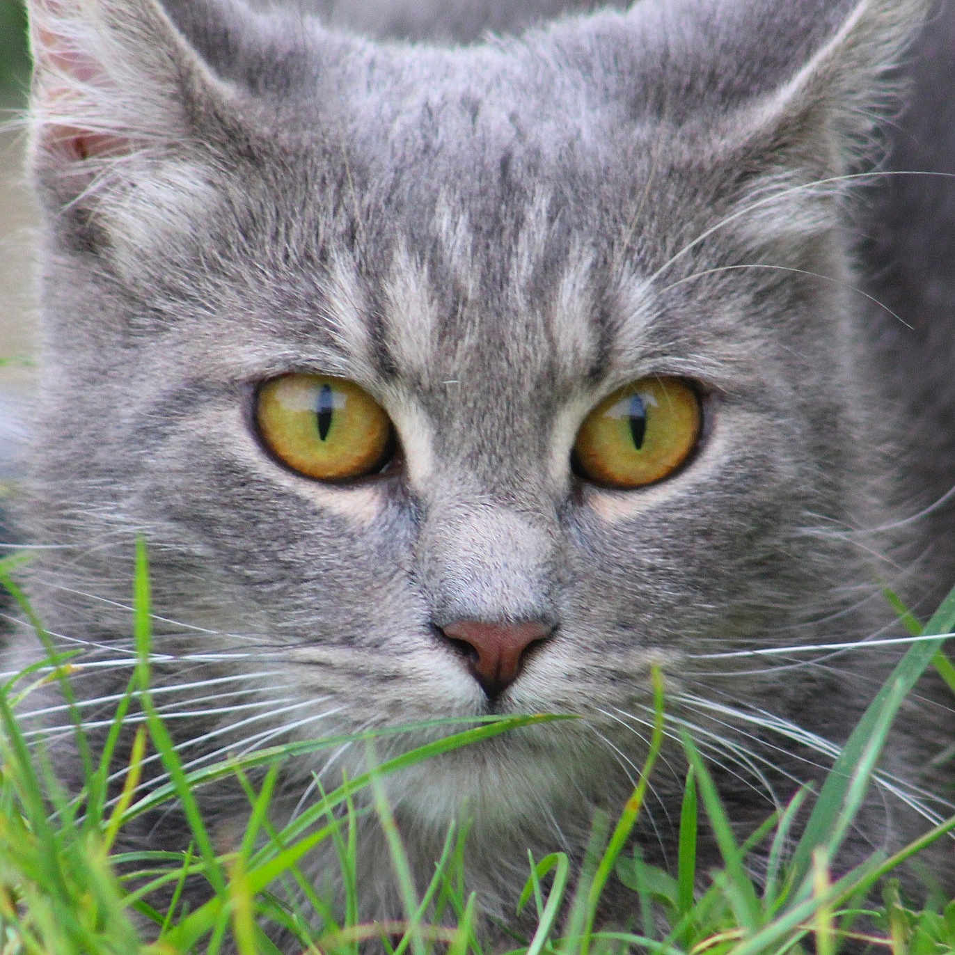 Vanya