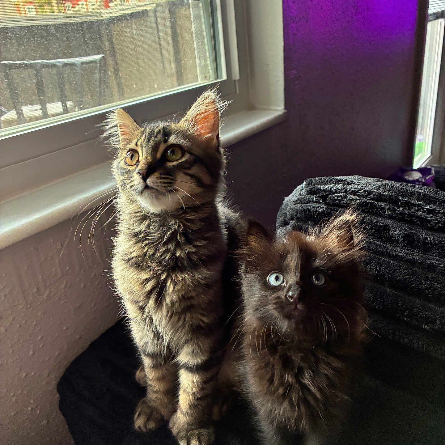 Mochi And Raven joined the competition — help win amazing prizes! cat, kittens, furry, fluffy, tabby, brown_cat, long_hair, blue_eyes, green_eyes, whiskers, ears, sitting, indoors, window, sunlight, purple_lighting, blanket, couch, home, portrait