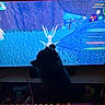 Mochi And Raven is registered to the contest to win money with this photo: cat, black_cat, fluffy, pet, animal, sitting, gaming, computer, monitor, screen, video_game, keyboard, rgb_lighting, indoor, desk, technology, blue_lighting, silhouette, photography, entertainment