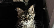 Mochi And Raven is registered to the contest to win money with this photo: cat, kitten, long_hair, fluffy, tabby, gray_fur, green_eyes, animal, pet, portrait, sitting, indoors, chair, furniture, laundry, blanket, whiskers, ears, direct_gaze, home
