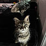 cat, kitten, long_hair, fluffy, tabby, gray_fur, green_eyes, animal, pet, portrait, sitting, indoors, chair, furniture, laundry, blanket, whiskers, ears, direct_gaze, home