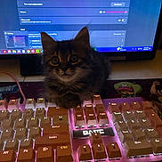 Mochi And Raven is registered to the contest to win money with this photo: cat, kitten, furry, fluffy, animal, pet, portrait, sitting, keyboard, gaming_keyboard, computer, monitor, technology, indoor, desk, backlit, rgb_lighting, close_up, brown_fur, wide_eyes