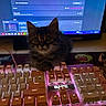 cat, kitten, furry, fluffy, animal, pet, portrait, sitting, keyboard, gaming_keyboard, computer, monitor, technology, indoor, desk, backlit, rgb_lighting, close_up, brown_fur, wide_eyes