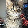 Mochi And Raven is registered to the contest to win money with this photo: cat, kitten, fluffy, long_hair, tabby, gray_fur, brown_fur, blue_eyes, green_eyes, whiskers, ears, portrait, close_up, sitting, indoor, blanket, cozy, cute, pet, animal