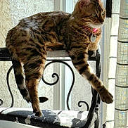 Ali is registered to the contest to win money with this photo: animal, cat, chair, collar, curious, decor, feline, fur, indoor, iron_furniture, pattern, paw, pet, relaxed, shadow, sunlight, tabby, tag, texture, window