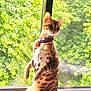 cat, window, collar, pet, indoor, curious, standing, spotted, tabby, greenery, nature, sunlight, alert, feline, animal, domestic_cat, whiskers, ears, tag, looking_out