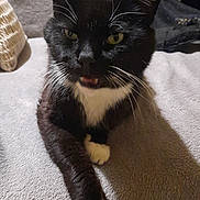 Simba participe au concours pour gagner de l'argent avec cette photo : cat, black_and_white, pet, feline, indoor, blanket, paw, whiskers, fur, relaxed, mouth_open, yellow_eyes, cozy, resting, soft_texture, animal, domestic, cute, face, closeup