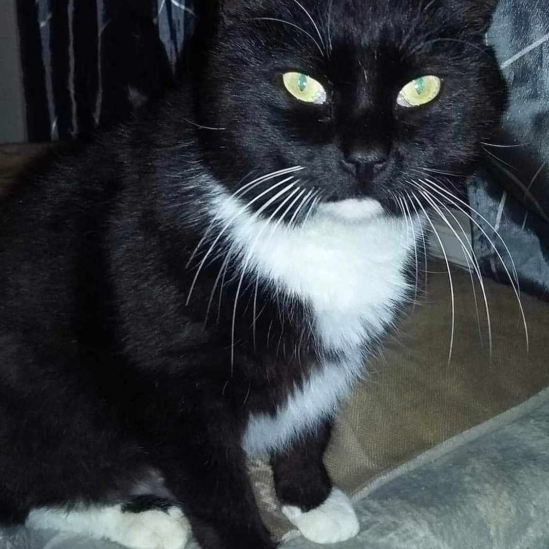 Simba participe au concours pour gagner de l'argent avec cette photo : cat, tuxedo_cat, green_eyes, whiskers, black_fur, white_paws, sitting, indoor, curtains, furniture, pet, animal, domestic_cat, portrait, feline, soft_surface, close_up, looking_at_camera, cute, household